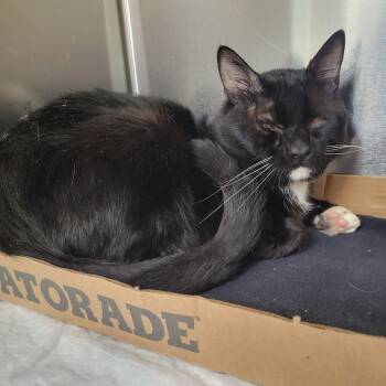 Rescue Domestic Short Hair Cats for Adoption in Westminster, California - Celsius | PetCurious