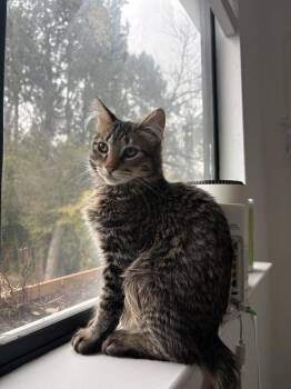 Domestic Long Hair and Tabby Cats Available for Adoption - Vermillion | PetCurious