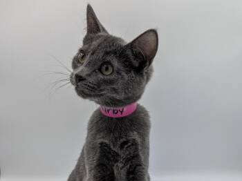 Kirby -  Domestic Short Hair Cat for Adoption in Powell, Ohio - Kirby | PetCurious