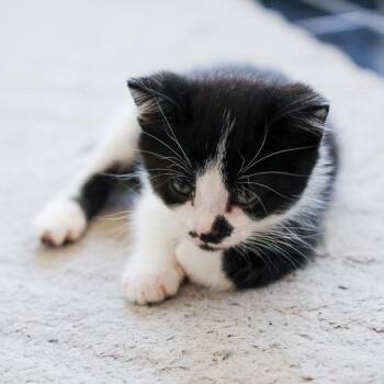 Carl Dean -  Domestic Short Hair Cat for Adoption in Calgary, Alberta - Carl Dean | PetCurious