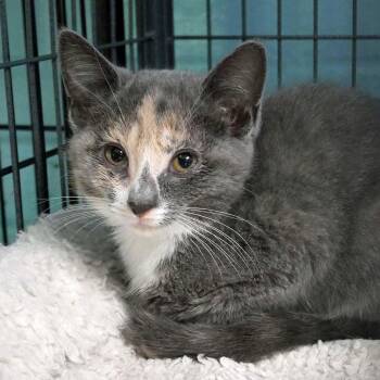 Misty -  Dilute Calico Cat for Adoption in Bloomingdale, New Jersey - Misty | PetCurious