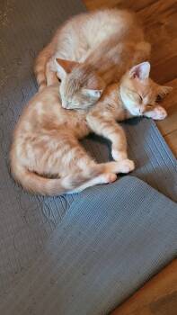 Spritz et Aperol -  Domestic Short Hair Cat for Adoption in Montreal, Quebec - Spritz Et Aperol | PetCurious