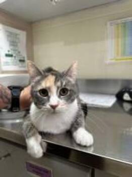 Pillow -  Domestic Short Hair Cat for Adoption in Manitowoc, Wisconsin - Pillow | PetCurious