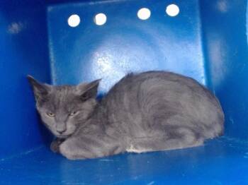 A605025 -  Domestic Short Hair Cat for Adoption in Orlando, Florida - A605025 | PetCurious