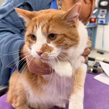 Domestic Short Hair Cats Available for Adoption in Indianapolis, Indiana - Wally | PetCurious