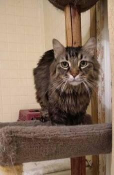 Rescue Domestic Long Hair Cats for Adoption in Midland, Texas - Nana | PetCurious