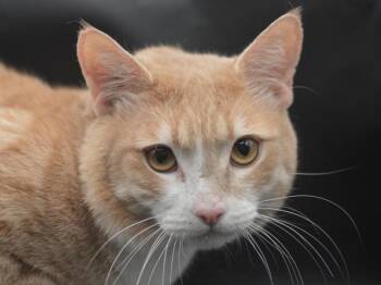 Cody -  Domestic Short Hair Cat for Adoption in Portland, Oregon - Cody | PetCurious