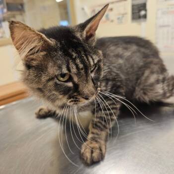 Binzo -  Domestic Medium Hair Cat for Adoption in Ringtown, Pennsylvania - Binzo | PetCurious