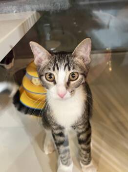 Rum -  Domestic Short Hair and Tabby Cat for Adoption in Hammond, Louisiana - Rum | PetCurious