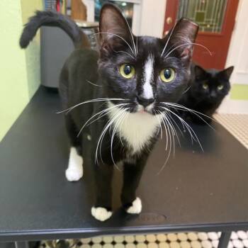 Domestic Short Hair Cats Available for Adoption in Waco, Texas - Buc-ee | PetCurious