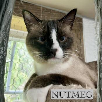 Snowshoe Cats Available for Adoption in Hazlet, New Jersey - Nutmeg | PetCurious