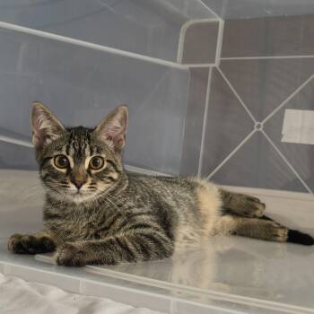 Flicker -  Domestic Short Hair Cat for Adoption in Stoughton, Wisconsin - Flicker | PetCurious