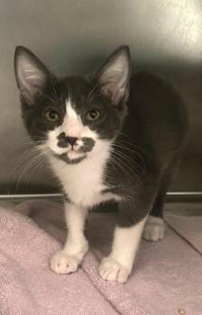DC -  Domestic Long Hair Cat for Adoption in Columbia, Tennessee - DC | PetCurious