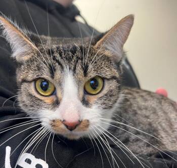 Marina -  Domestic Short Hair Cat for Adoption in New Cumberland, West Virginia - Marina | PetCurious