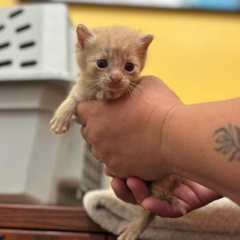 Dusty -  Domestic Short Hair Cat for Adoption in Nashville, Indiana - Dusty | PetCurious