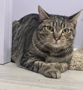 Rescue Tabby Cats for Adoption in East Northport, New York - Acorn | PetCurious