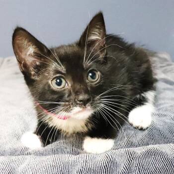 Costa -  Domestic Short Hair Cat for Adoption in Lakeland, Florida - Costa | PetCurious
