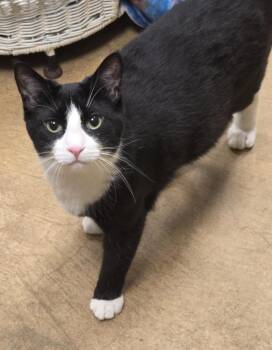 Domestic Short Hair Cats Available for Adoption in Olean, New York - Nestle | PetCurious