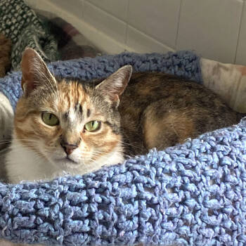 Rescue Domestic Short Hair Cats for Adoption in Port Washington, New York - Dandelion | PetCurious