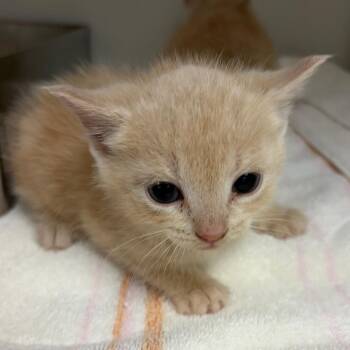 Domestic Short Hair Cats Available for Adoption in Harrisonburg, Virginia - 70897 | PetCurious