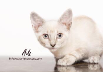 Adi -  Domestic Short Hair Cat for Adoption in Houston, Texas - Adi | PetCurious