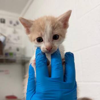 Matt Murdock -  Domestic Short Hair Cat for Adoption in Edinburg, Texas - Matt Murdock | PetCurious