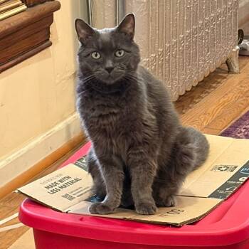 Rescue Domestic Medium Hair and Russian Blue Cats for Adoption in Philadelphia, Pennsylvania - Prince Percy | PetCurious