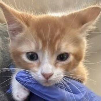 Ralph -  Domestic Short Hair Cat for Adoption in Brenham, Texas - Ralph | PetCurious