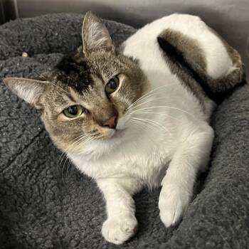Tio Ernie -  Domestic Short Hair Cat for Adoption in Los Angeles, California - Tio Ernie | PetCurious