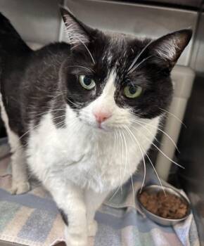 Rosie: At shelter -  Domestic Short Hair Cat for Adoption in Rustburg, Virginia - Rosie: At Shelter | PetCurious