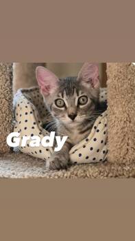 Grady -  Tabby Cat for Adoption in Chandler, Arizona - Grady | PetCurious