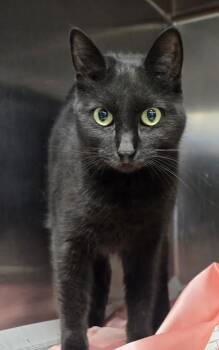 Rescue Domestic Short Hair Cats for Adoption in Philadelphia, Pennsylvania - Chip | PetCurious