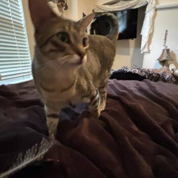 Bookworm 1 -  Domestic Short Hair Cat for Adoption in Austin, Texas - Bookworm 1 | PetCurious