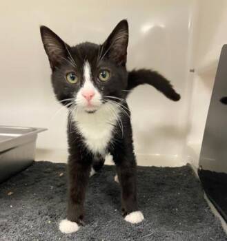 Rescue Domestic Short Hair Cats for Adoption in Gloucester, Massachusetts - Waffle Fry - In Foster | PetCurious