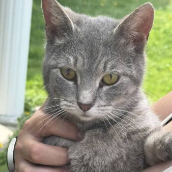 Whisper (aka Amber) -  Domestic Short Hair Cat Available for Adoption in Falls Church, Virginia - Whisper (aka Amber) | PetCurious
