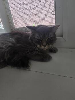 Pearly Lynn -  Domestic Long Hair Cat Available for Adoption in Glenfield, New York - Pearly Lynn | PetCurious