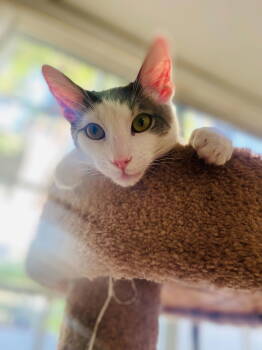 Rescue Domestic Short Hair Cats for Adoption in Los Angeles, California - Phantom | PetCurious