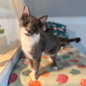 Ashlynn -  Domestic Short Hair Cat for Adoption in Brownsboro, Alabama - Ashlynn | PetCurious