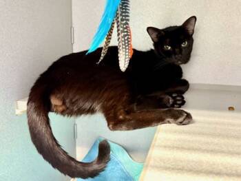 Rescue Domestic Short Hair Cats for Adoption in New York, New York - Peppertwist | PetCurious