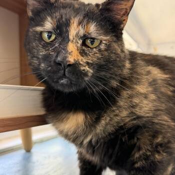 Dolly -  Tortoiseshell Cat Available for Adoption in El Paso, Texas - Dolly | PetCurious