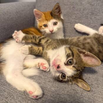 Lulu -  Domestic Short Hair Cat for Adoption in Jupiter, Florida - Lulu | PetCurious