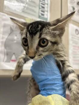 DIPPIN -  Domestic Short Hair Cat for Adoption in Las Vegas, Nevada - DIPPIN | PetCurious