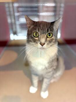 Domestic Short Hair Cats Available for Adoption in Lake Havasu City, Arizona - Trixie | PetCurious