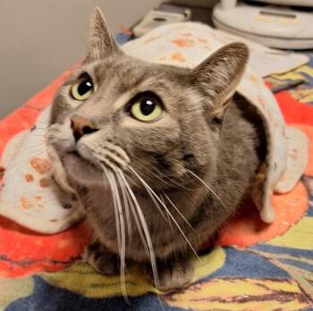 Domestic Short Hair Cats Available for Adoption in Oakland, California - Mojo | PetCurious