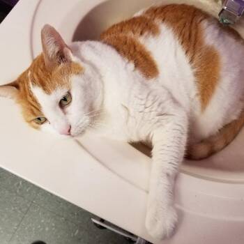 IDA - SO SAD -  American Shorthair Cat for Adoption in Seymour, Indiana - IDA - SO SAD | PetCurious