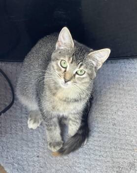 Rescue Domestic Short Hair Cats for Adoption in Richmond, Virginia - Megumi | PetCurious