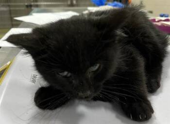 Domestic Short Hair Cats Available for Adoption - JASPER | PetCurious