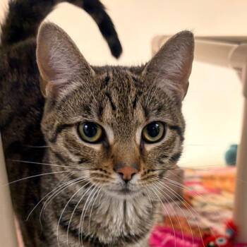 Domestic Short Hair Cats Available for Adoption in Harrisonburg, Virginia - Pascal | PetCurious
