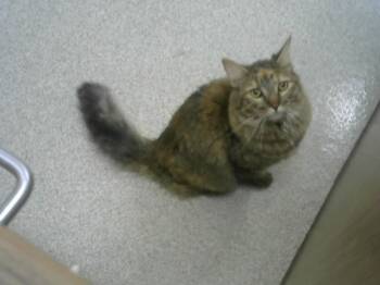 JASMINE -  Domestic Long Hair Cat for Adoption in Loveland, Colorado - JASMINE | PetCurious