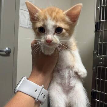 Anarchy -  Domestic Short Hair Cat for Adoption in Cody, Wyoming - Anarchy | PetCurious